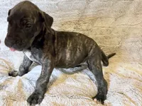 Mrs. Crabtree, a female Great Dane for sale in Montgomery, TX – 1 of 5