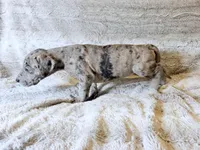 Buckwheat, a female Great Dane for sale in Montgomery, TX – 7 of 8