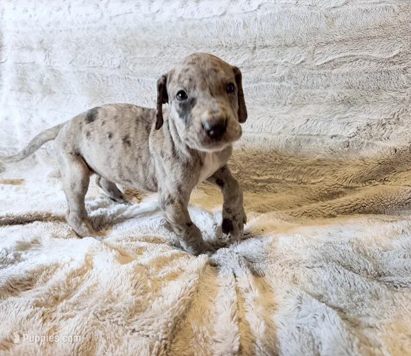 Buckwheat – Great Dane puppy for sale in Montgomery, TX