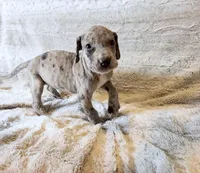 Buckwheat, a female Great Dane for sale in Montgomery, TX – 1 of 8
