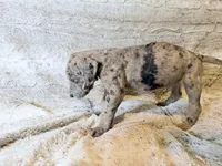 Buckwheat, a female Great Dane for sale in Montgomery, TX – 6 of 8