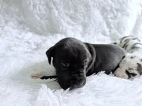 Artemis, a female Great Dane for sale in Montgomery, TX – Photo 3 of 6
