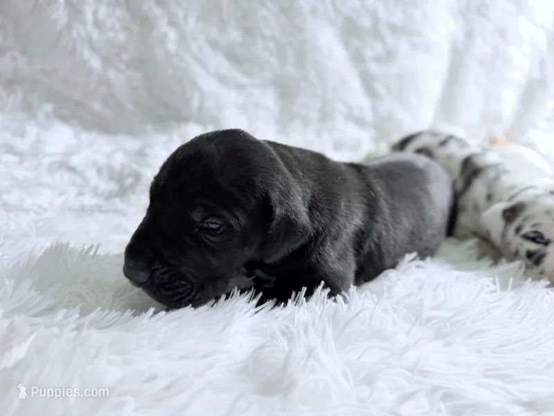 Artemis, a female Great Dane for sale in Montgomery, TX – Photo 1 of 6