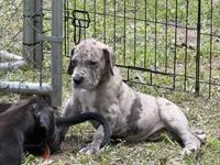Buckwheat, a female Great Dane for sale in Montgomery, TX – 2 of 5