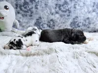 Hades, a male Great Dane for sale in Montgomery, TX – Photo 5 of 6