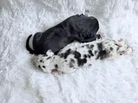 Athena, a female Great Dane for sale in Montgomery, TX – Photo 10 of 10