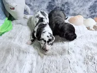 Hades, a male Great Dane for sale in Montgomery, TX – Photo 6 of 6