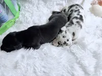 Artemis, a female Great Dane for sale in Montgomery, TX – Photo 6 of 6
