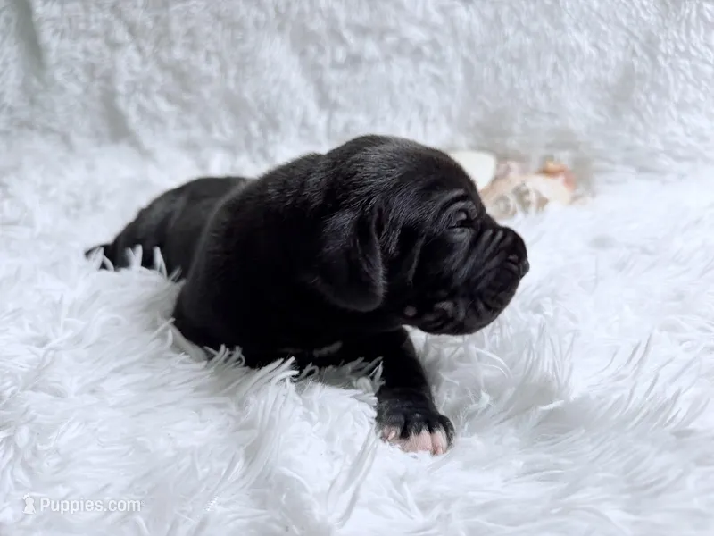 Hades – Great Dane puppy for sale in Montgomery, TX