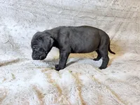 AJ Ferguson, a female Great Dane for sale in Montgomery, TX – 5 of 5