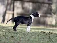 Ginny Weasley, a female Great Dane for sale in Montgomery, TX – Photo 6 of 10