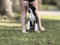 Ginny Weasley, a female Great Dane for sale in Montgomery, TX – Photo 7 of 10