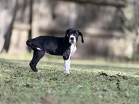Ginny Weasley, a female Great Dane for sale in Montgomery, TX – Photo 5 of 10