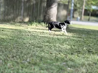 Ginny Weasley, a female Great Dane for sale in Montgomery, TX – Photo 2 of 10