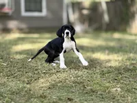 Ginny Weasley, a female Great Dane for sale in Montgomery, TX – Photo 3 of 10