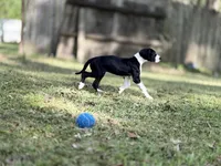 Ginny Weasley, a female Great Dane for sale in Montgomery, TX – Photo 4 of 10