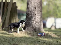 Ginny Weasley, a female Great Dane for sale in Montgomery, TX – Photo 10 of 10