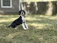 Ginny Weasley, a female Great Dane for sale in Montgomery, TX – Photo 1 of 10