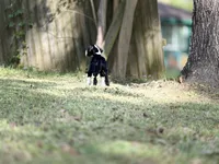 Ginny Weasley, a female Great Dane for sale in Montgomery, TX – Photo 9 of 10