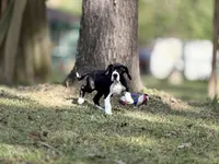 Ginny Weasley, a female Great Dane for sale in Montgomery, TX – Photo 8 of 10