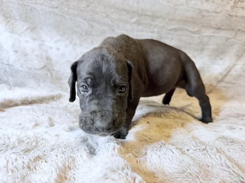 AJ Ferguson – Great Dane puppy for sale in Montgomery, TX