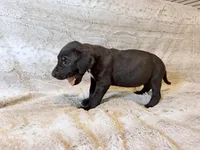 AJ Ferguson, a female Great Dane for sale in Montgomery, TX – 3 of 5