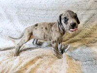 Buckwheat, a female Great Dane for sale in Montgomery, TX – 3 of 8