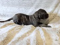 Mrs. Crabtree, a female Great Dane for sale in Montgomery, TX – 4 of 5