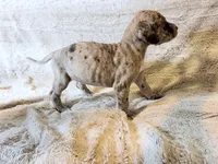 Buckwheat, a female Great Dane for sale in Montgomery, TX – 5 of 8