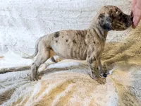 Buckwheat, a female Great Dane for sale in Montgomery, TX – 4 of 8