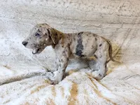 Buckwheat, a female Great Dane for sale in Montgomery, TX – 8 of 8