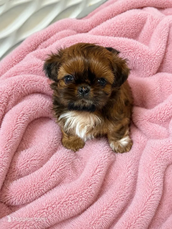 Bailey  – Shih Tzu puppy for sale in Santa Cruz, CA