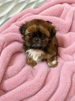 Bailey , a female Shih Tzu for sale in Santa Cruz, CA – 1 of 1