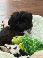 Jax , a male Shih Tzu for sale in Santa Cruz, CA – 5 of 6
