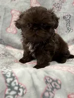 Astrid , a female Shih Tzu for sale in Santa Cruz, CA – 3 of 3