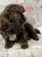 Annika deposit received , a female Shih Tzu for sale in Santa Cruz, CA – 5 of 8