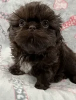 Annika deposit received , a female Shih Tzu for sale in Santa Cruz, CA – 2 of 8