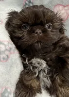 Annika deposit received , a female Shih Tzu for sale in Santa Cruz, CA – 3 of 8