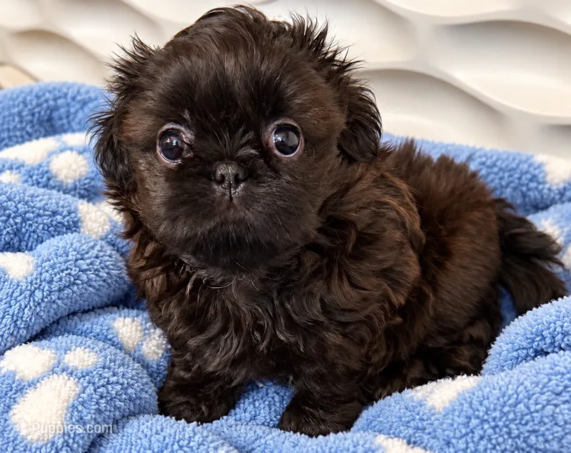 Peter – Shih Tzu puppy for sale in Santa Cruz, CA