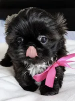 Polly, a female Shih Tzu for sale in Santa Cruz, CA – 2 of 3
