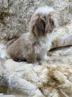 Elvis , a male Shih Tzu for sale in Santa Cruz, CA – 4 of 4