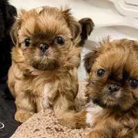  Brady on hold , a male Shih Tzu for sale in Santa Cruz, CA – 10 of 10