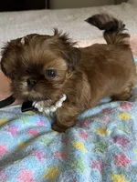  Brady on hold , a male Shih Tzu for sale in Santa Cruz, CA – 5 of 10