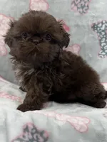 Astrid , a female Shih Tzu for sale in Santa Cruz, CA – 2 of 3