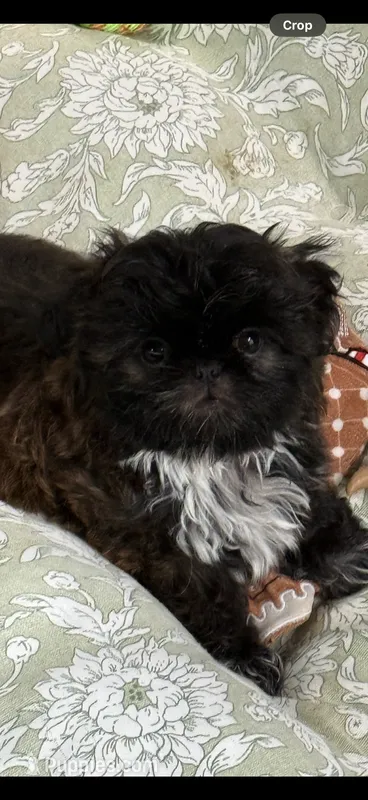Jax  – Shih Tzu puppy for sale in Santa Cruz, CA