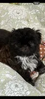 Jax , a male Shih Tzu for sale in Santa Cruz, CA – 1 of 6