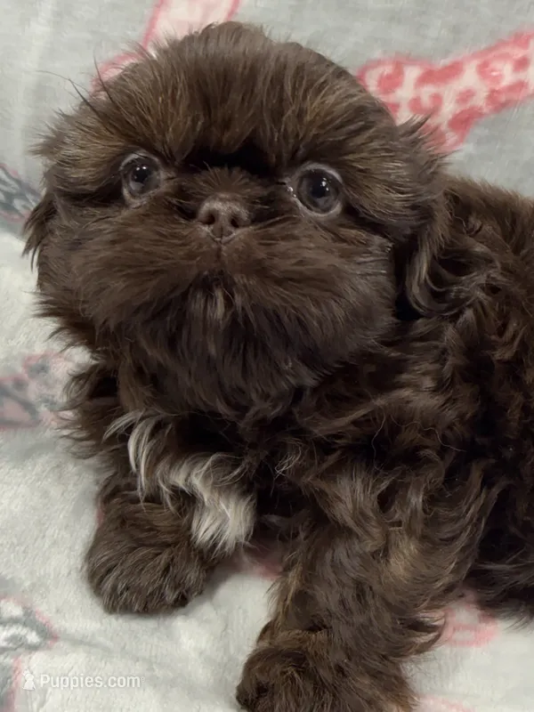 Annika – Shih Tzu puppy for sale in Santa Cruz, CA