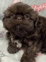 Annika deposit received , a female Shih Tzu for sale in Santa Cruz, CA – 1 of 8