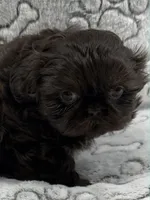 Annika, a female Shih Tzu for sale in Santa Cruz, CA – 2 of 4