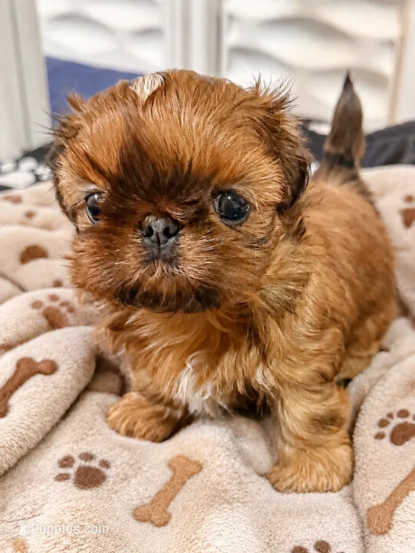  Brady – Shih Tzu puppy for sale in Santa Cruz, CA